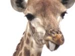 Tala Private Game Reserve